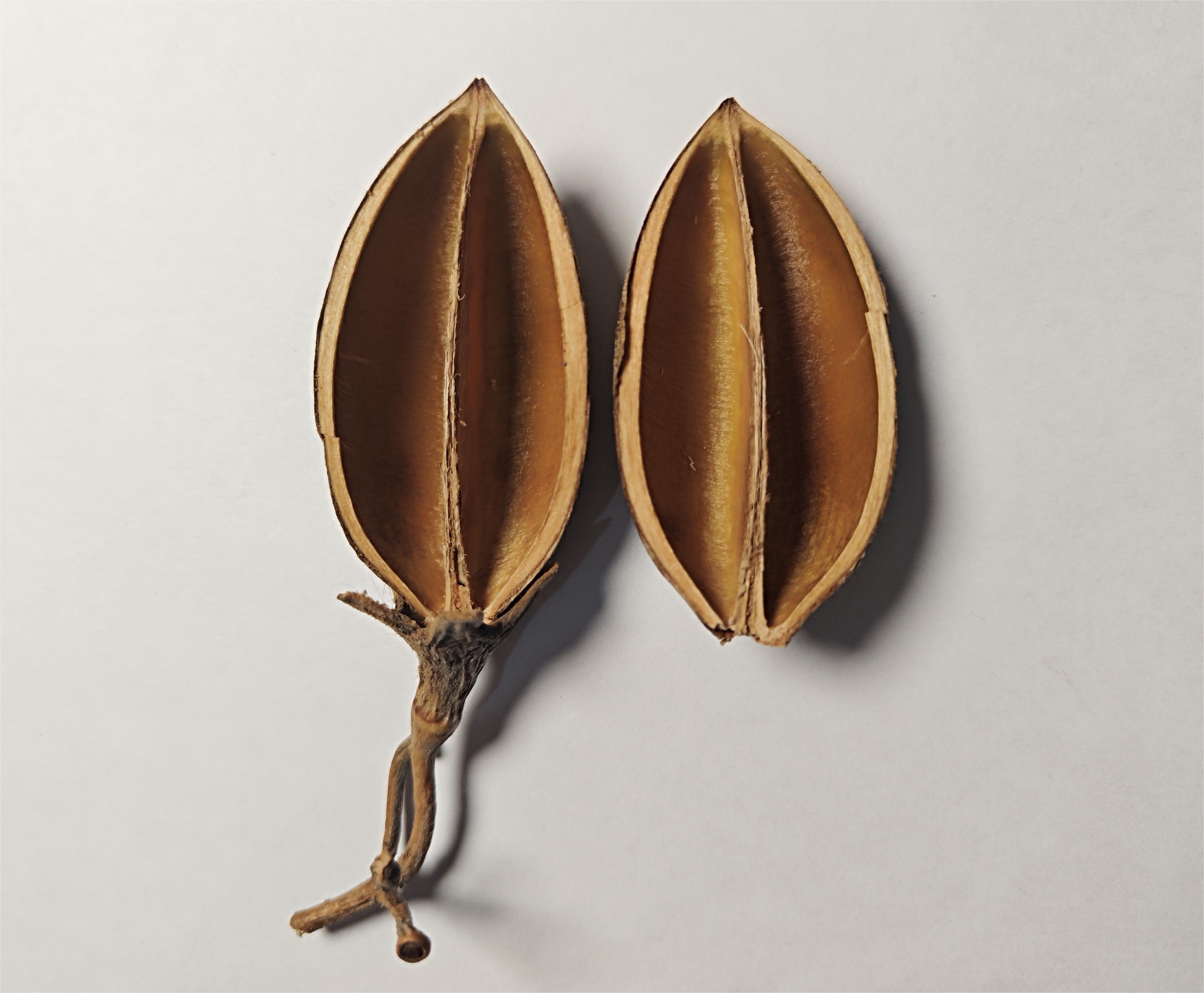 从一颗毛泡桐的果实你能看到些什么?小身体竟蕴含着大秘密!