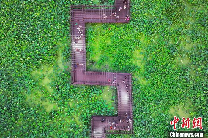 航拍南京龙潭赏荷基地 晚霞映衬"千层翠盖万红妆"