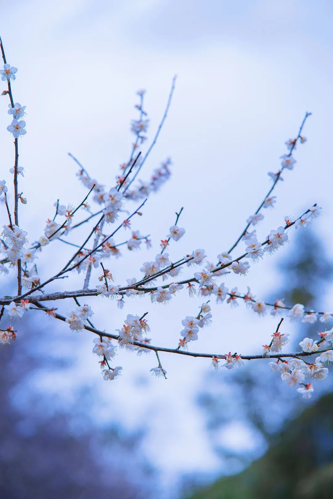 荔波梅花节今天开启,万亩花开好浪漫