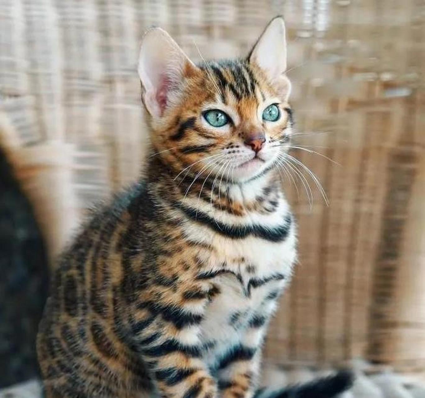 "山东济南,女子花5800元购买一只孟加拉猫,刚养出感情,卖家却来电话