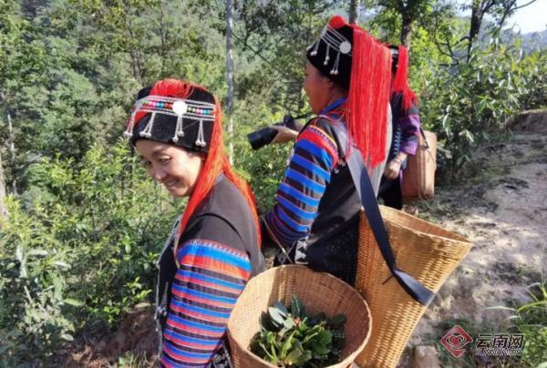 绿春县大水沟乡:万亩"黄金叶"吹响乡村振兴号角