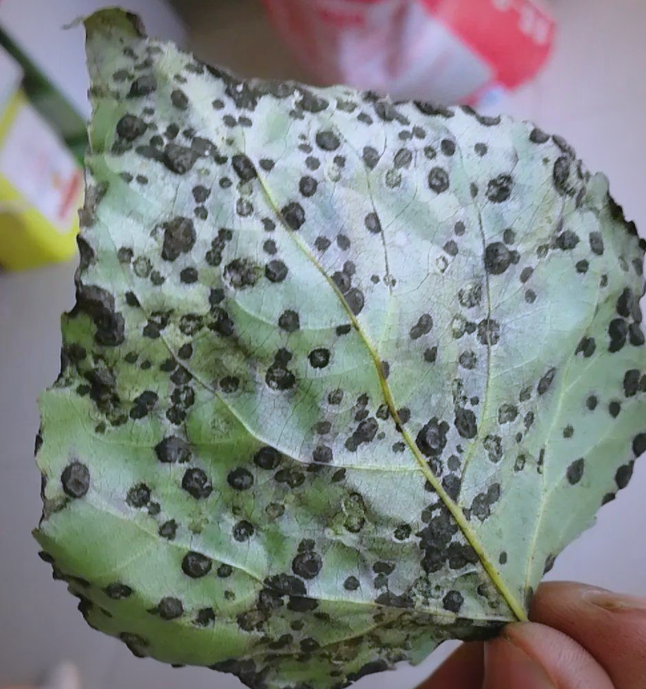 杨树黑斑病全面防治策略,保障杨树健康生长