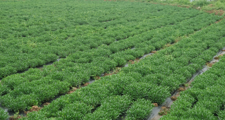 救心菜如何种植