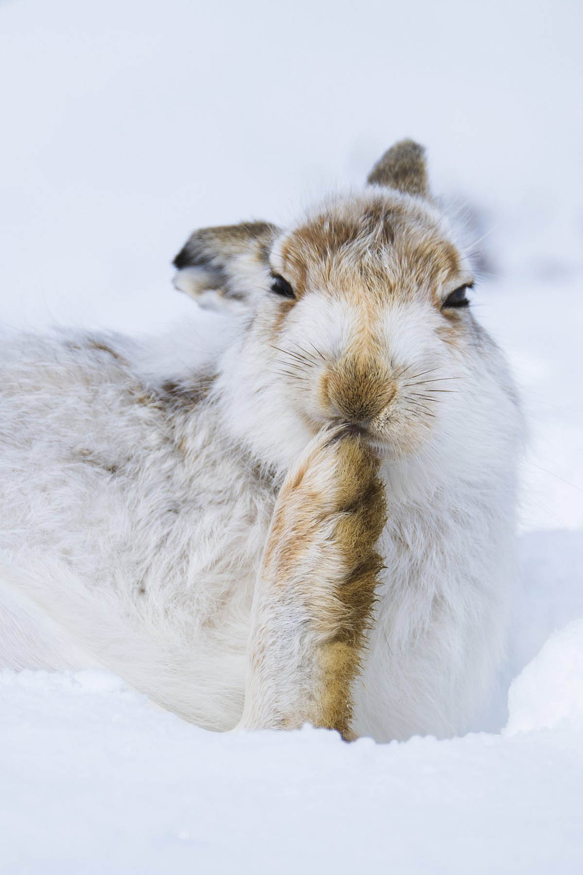 屏保限定|新年将至,福兔迎春