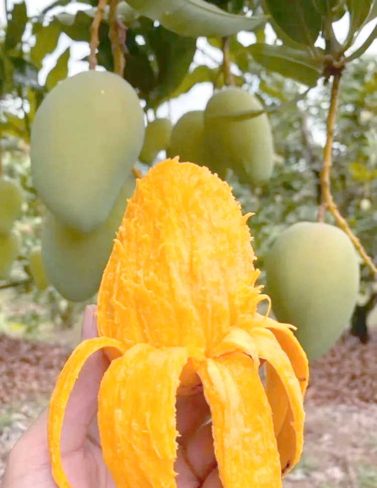 春季必吃的海南小台农芒果,美味与营养的完美结合