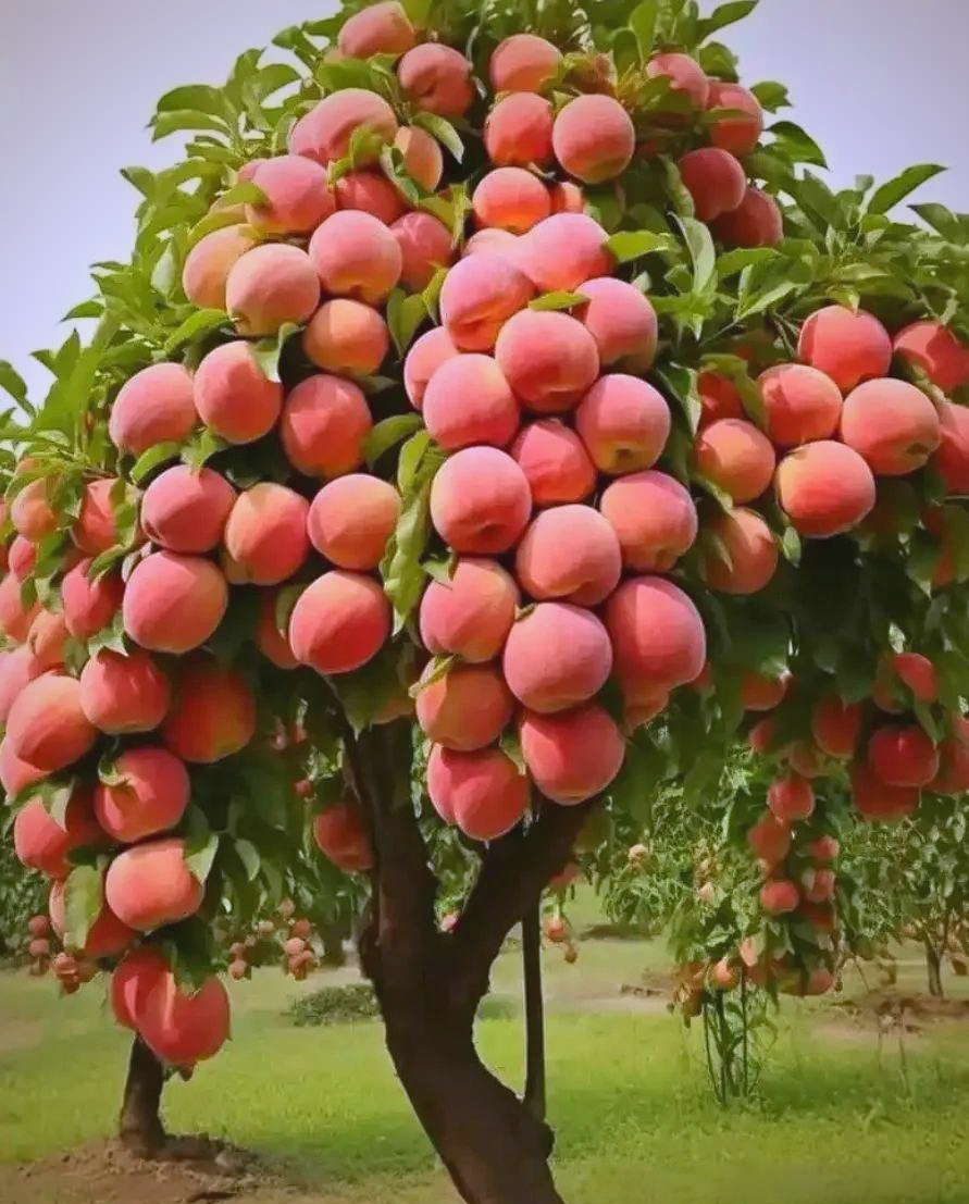 农村小院最适合种的7种果树推荐