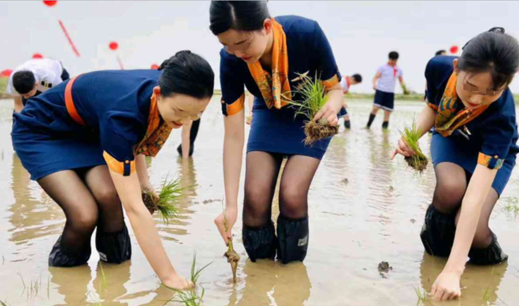空姐穿制服下地插秧,航司否认作秀,网友不买账:穿自己衣服呗