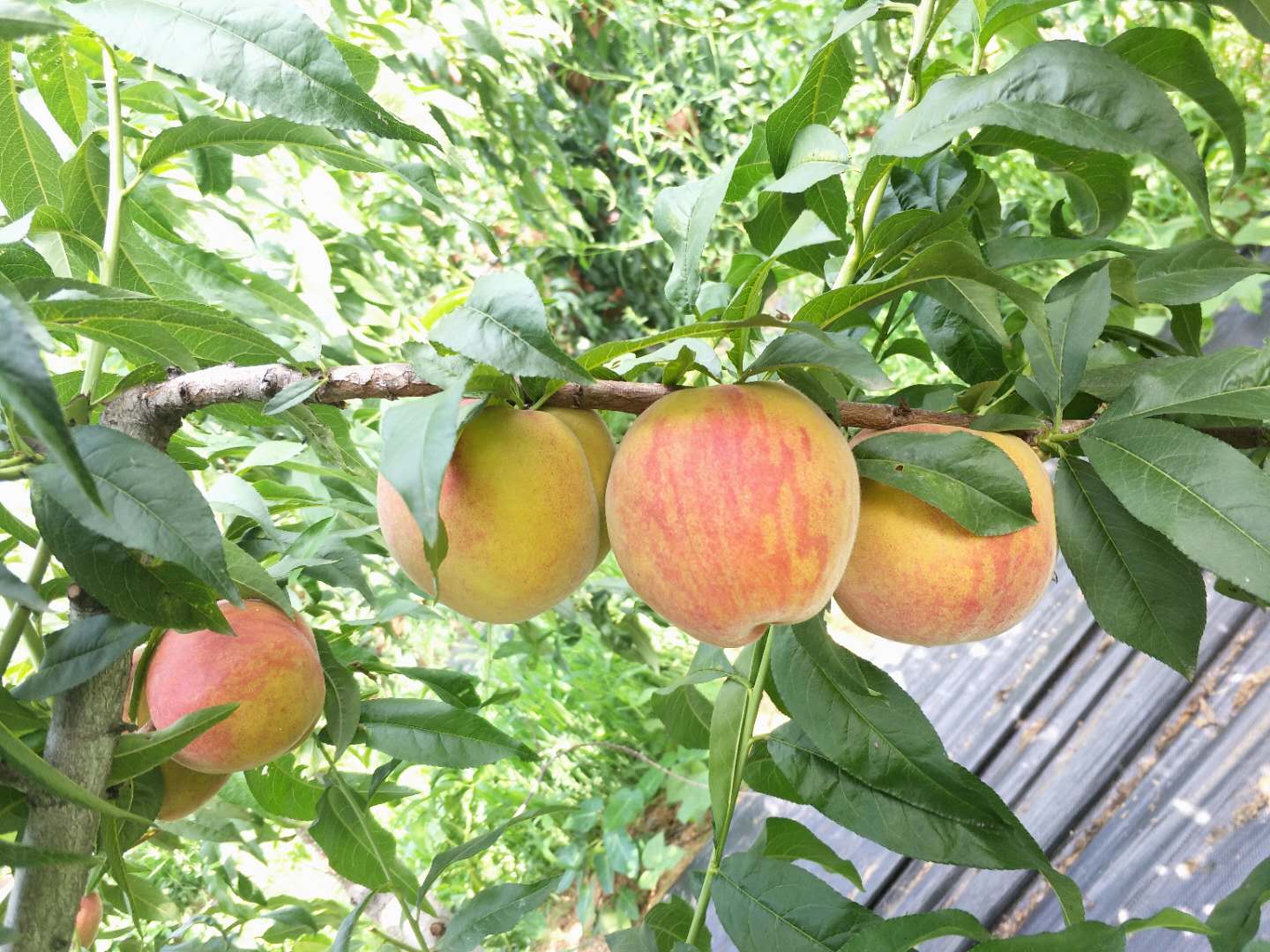 黄金蜜桃树苗 - 热门商品专区