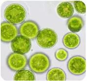 小球藻:可排出人体内pm25和重金属!中国化妆品的迫切需求