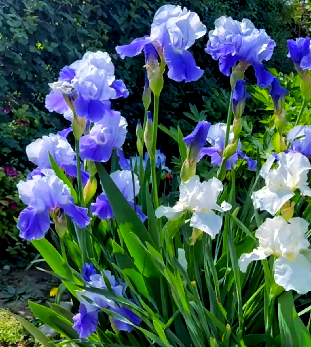 多款耐寒花卉推荐,北方庭院种植首选,美不胜收
