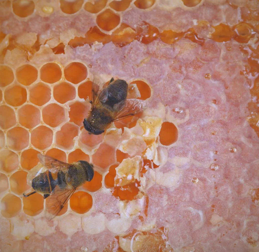 一箱蜜蜂一年能产多少蜜?养蜂人揭秘蜂蜜产量影响因素