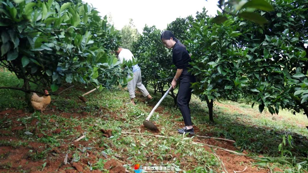 老区新貌丨建阳区回龙乡浒洲村"多点开花"走上致富路