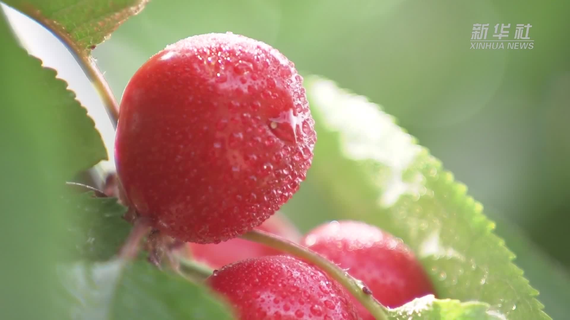 河北永清汪家营村:小樱桃成为农民增收"致富果"