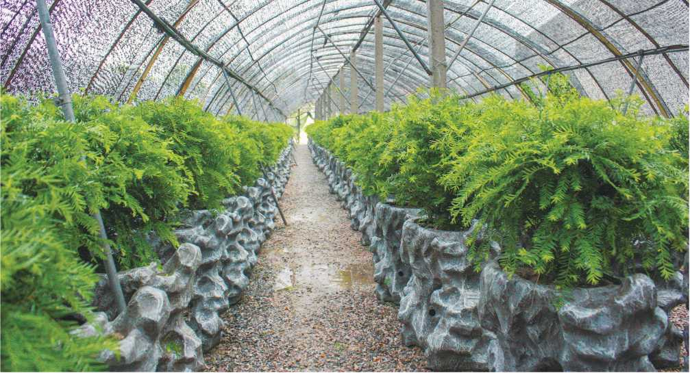 红豆杉种植基地