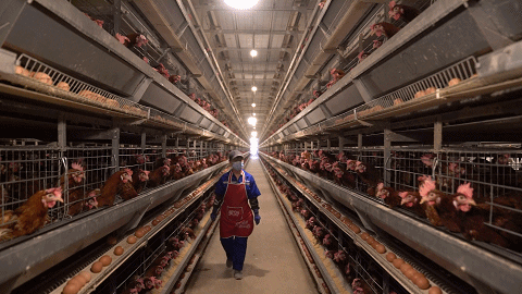 河北迁西:一个鸡舍 一个管理员 八万只鸡