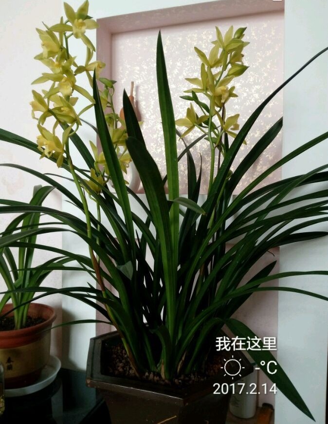 年宵花植物—兰花绿翡翠是什么兰?养护难吗?是否值得入手?