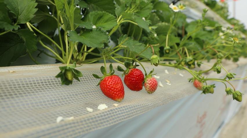 江华:高架草莓上市 游客站着采摘品尝