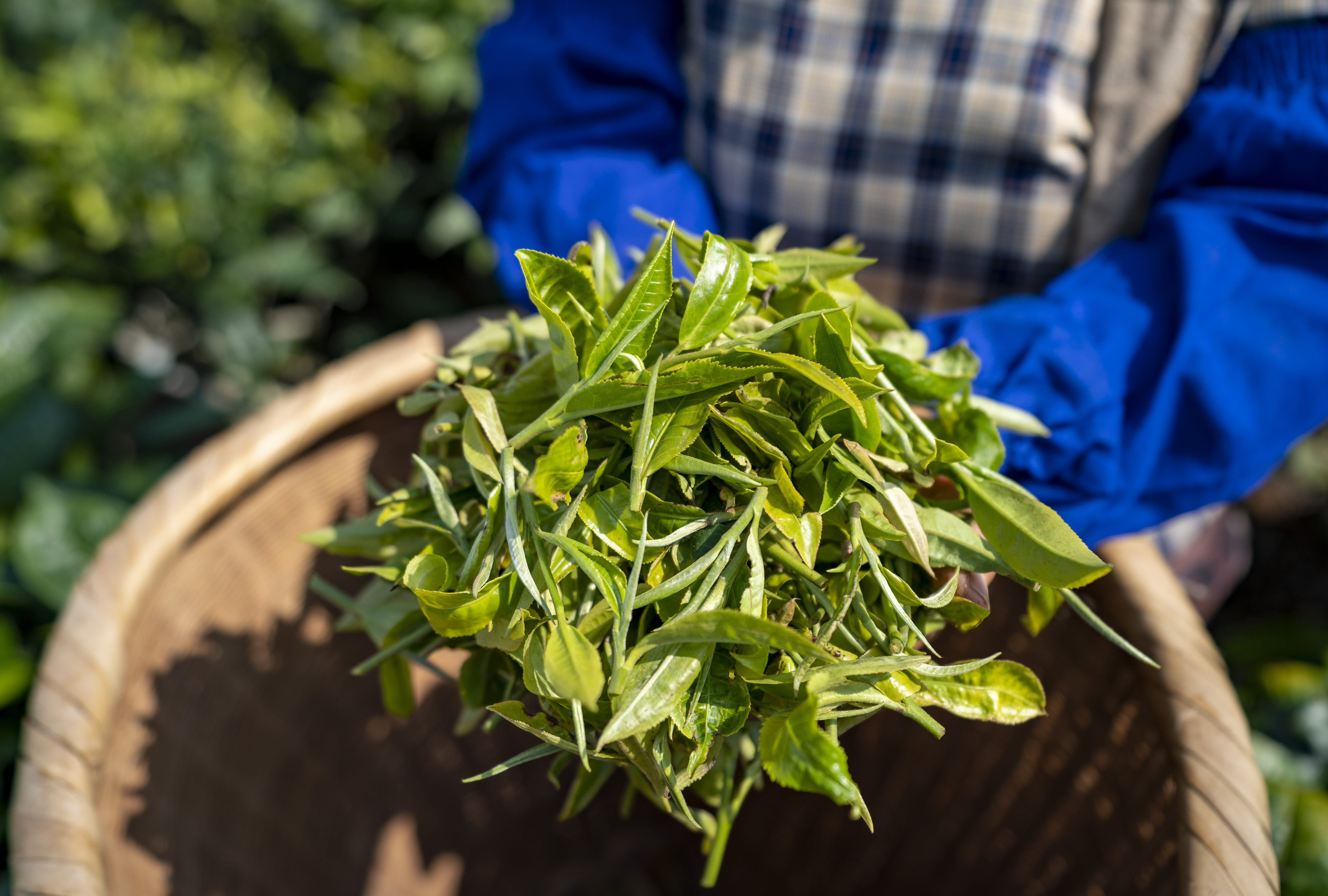 (经济)云南绿春:做好"一县一业"茶文章