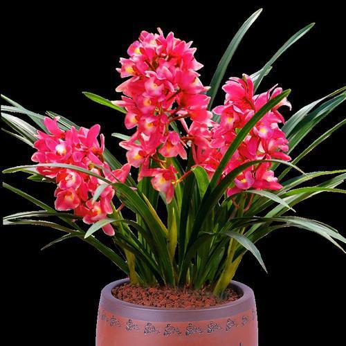 新手养兰就选"大将军",花色艳丽,香味馥郁,好养易活爱开花