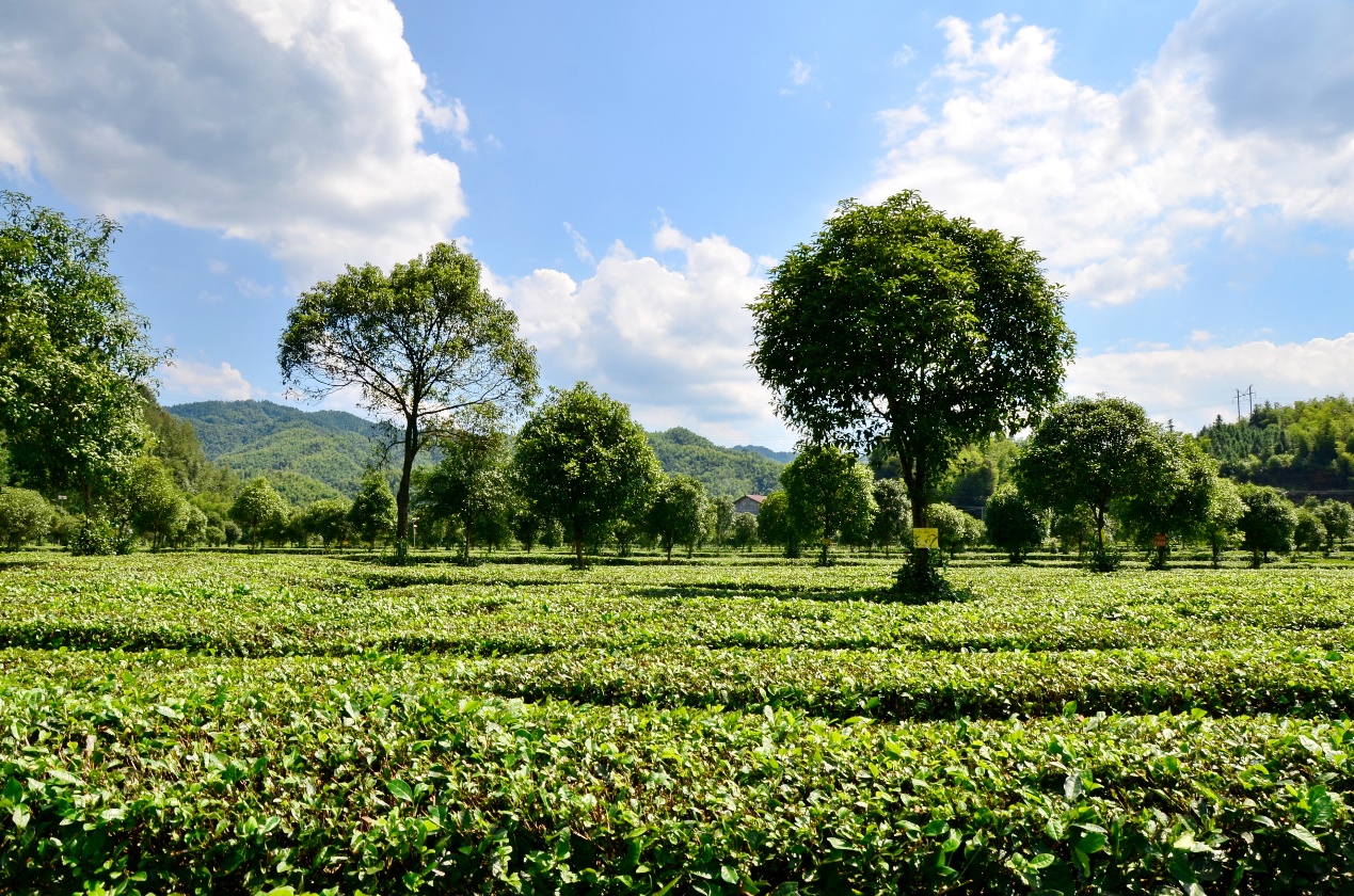 杨溪桥镇:凝心聚力,奏响乡村振兴新乐章