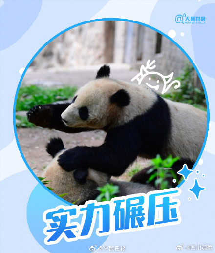 转发收藏!熊猫加油表情包来啦