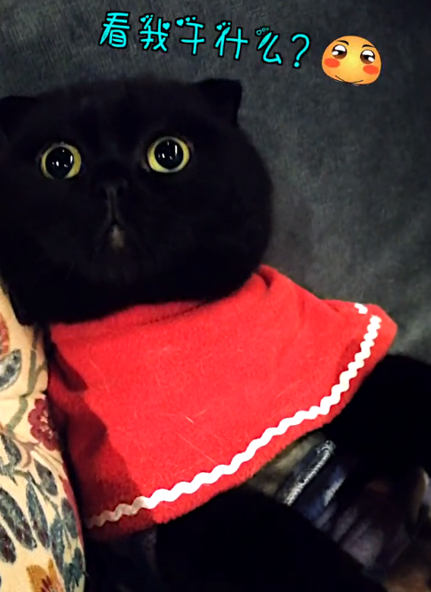 缅怀!千万网红猫"千千岁"因病去世,二豆妈妈:它只是回喵星了