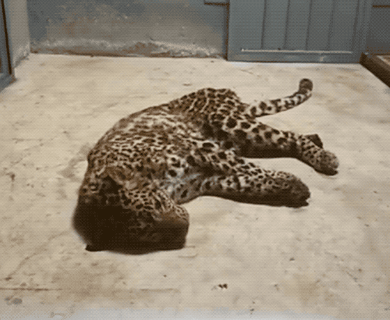 金钱豹出逃最新进展:两只已追回,第三只已发现