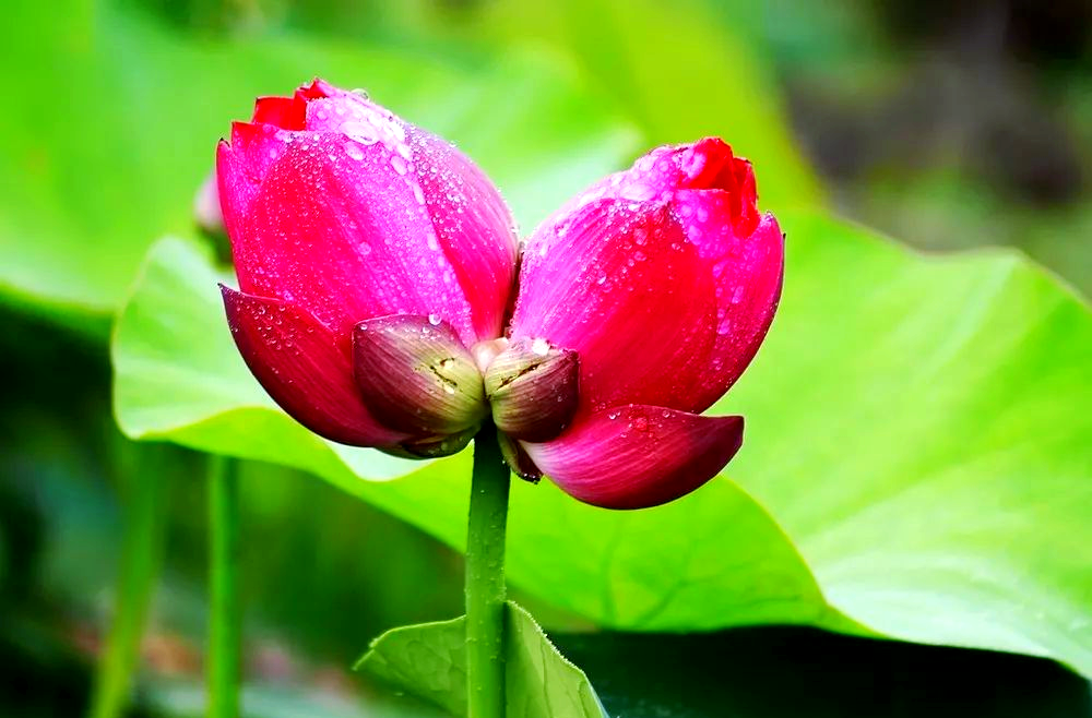 古代爱情象征:连理枝,并蒂花背后的深情故事