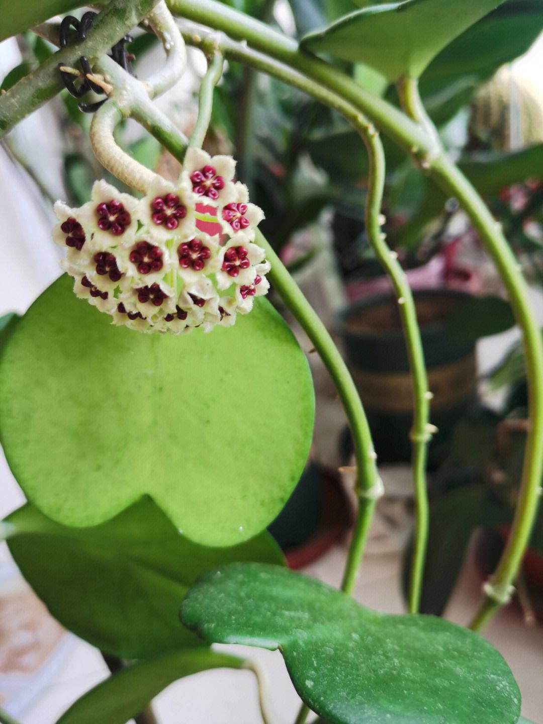 心叶球兰怎么养?盆栽心叶球兰的养殖方法和注意事项!