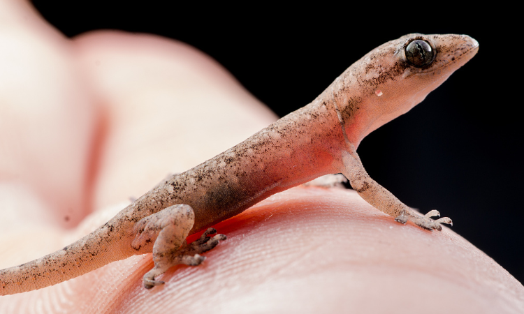 壁虎会咬人吗,壁虎有毒吗