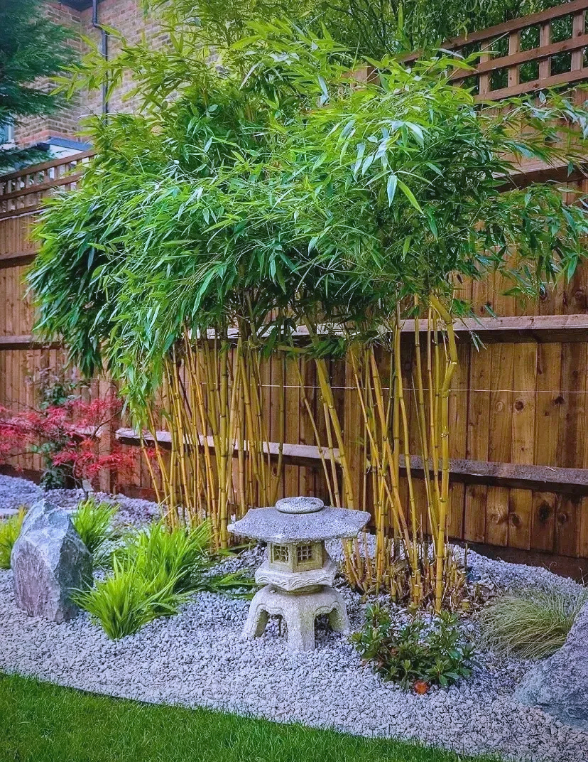 院子中,竹子带来的多重美好感受