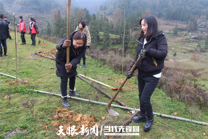 开阳县禾丰乡:植树贺新年 种下新希望