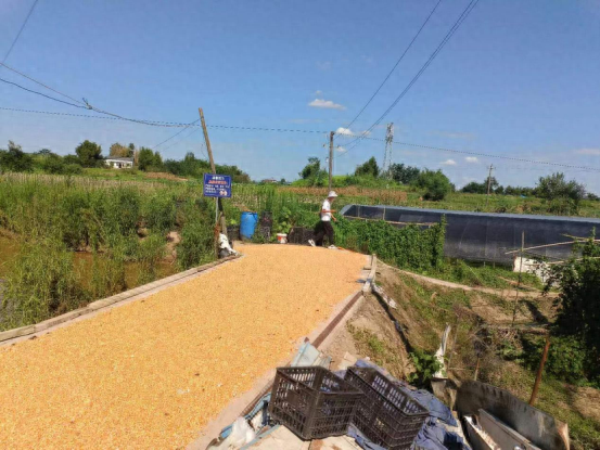 大地飞歌稻谷黄 田间地头收割忙 岳池县乔家镇喜迎丰收季