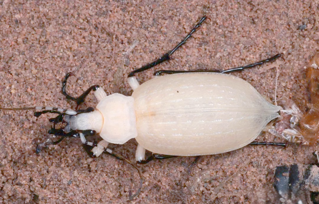 探秘拉步甲:昆虫世界中的独特生命