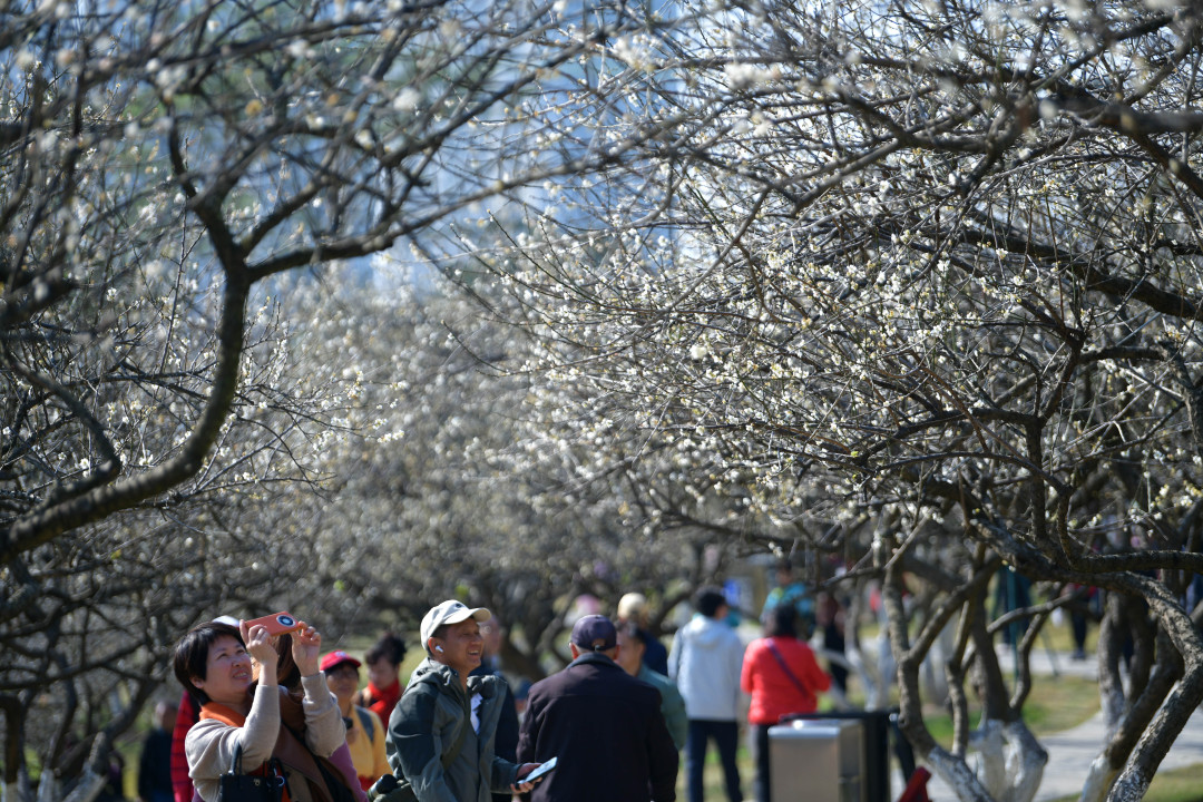 "梅"好时光,游人共享!第14届萝岗香雪文化旅游节开幕