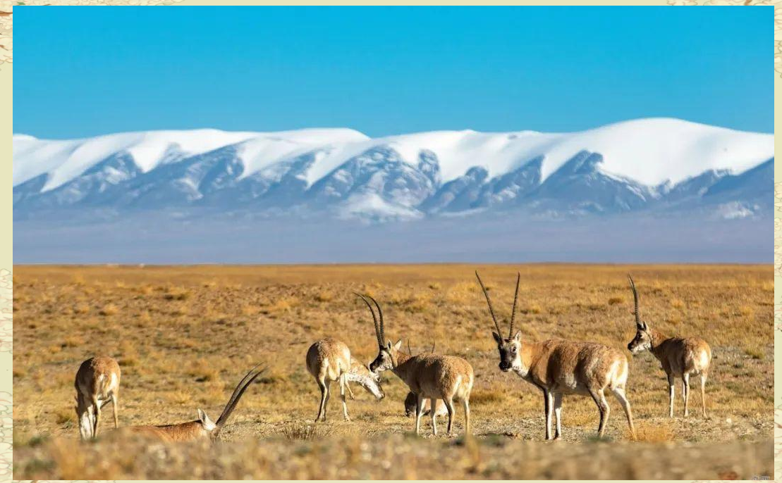 藏羚羊:从濒危命运到新生希望