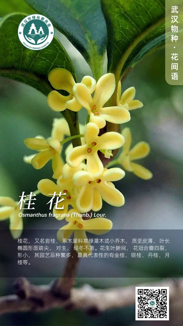 "暗淡轻黄体性柔,情疏迹远只香留." ——《鹧鸪天·桂花》宋 李清照