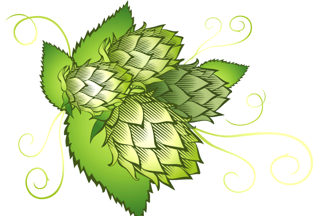 蛇年与啤酒花:自然造化的奇妙旅程