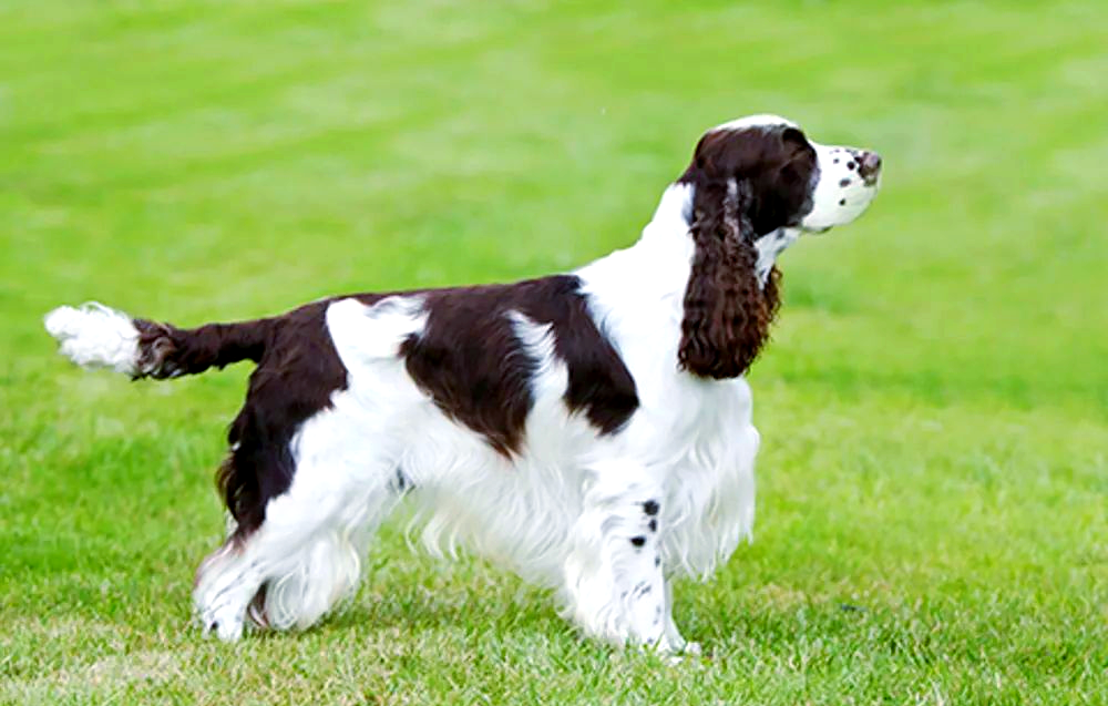 百科|英国史宾格猎犬:警犬中的独特存在,兼具颜值与实力