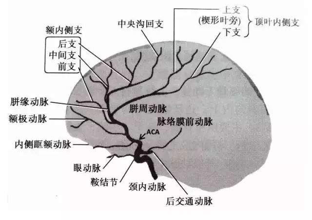 大脑前动脉分段图解