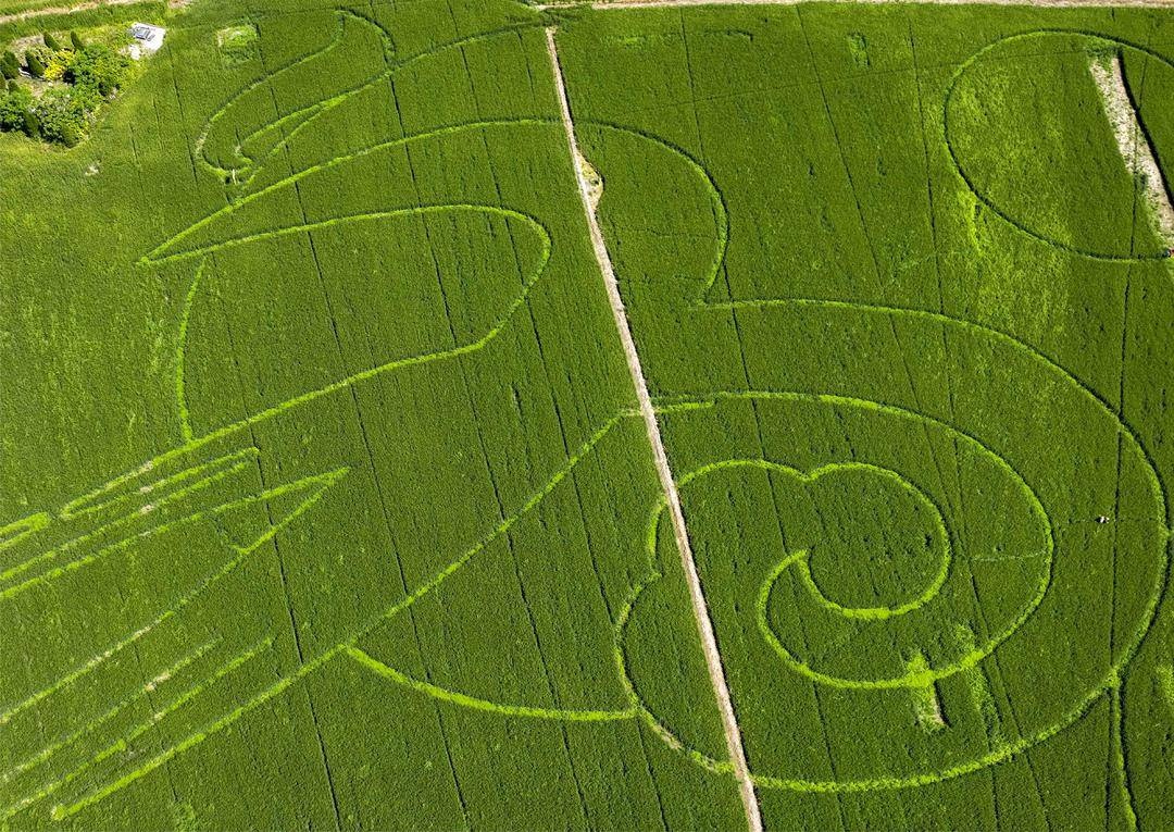 组图|31.68万平方米巨幅麦田画亮相江苏泰州