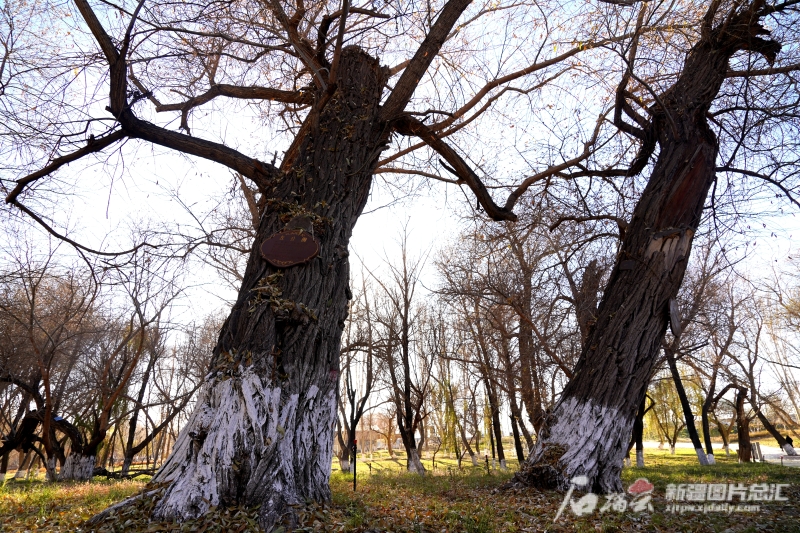 新疆立项保护"左公柳"