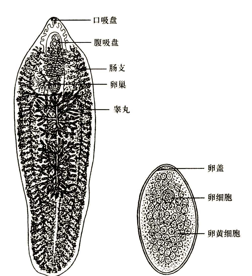肝片形吸虫的生物学特性与防治策略