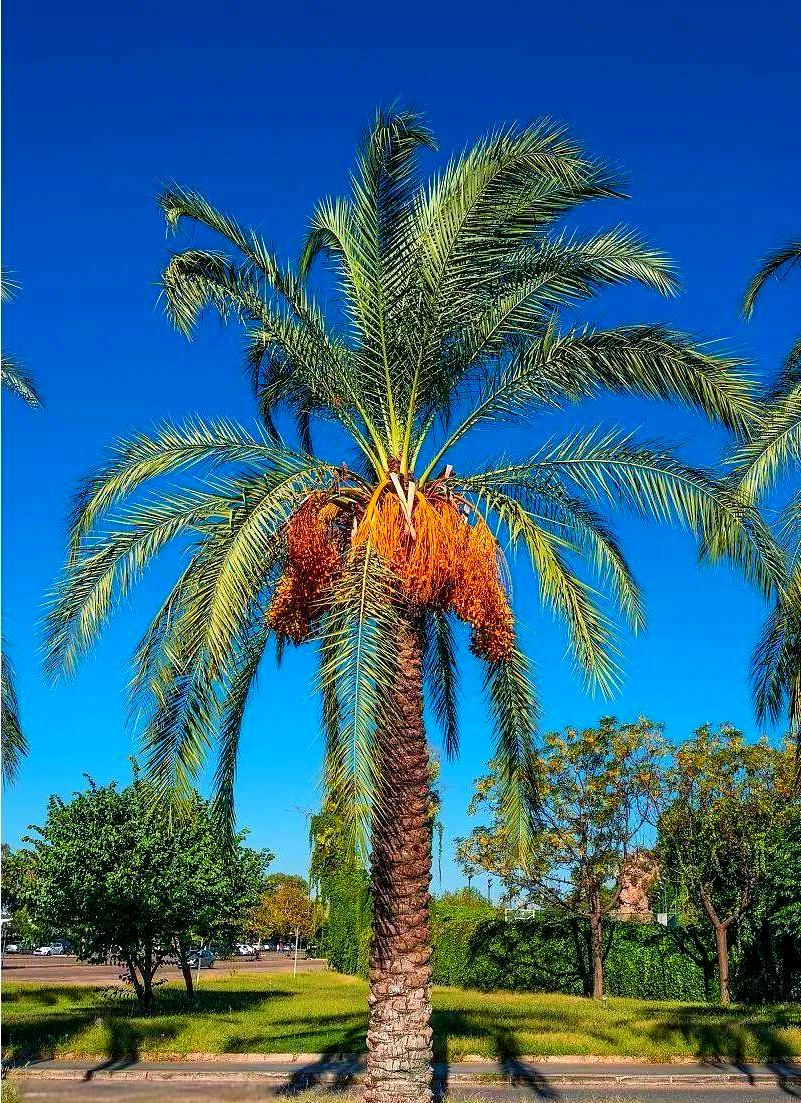 阿拉伯国家多处于中东地区,那里的气候炎热干燥,植物生长条件极为严苛