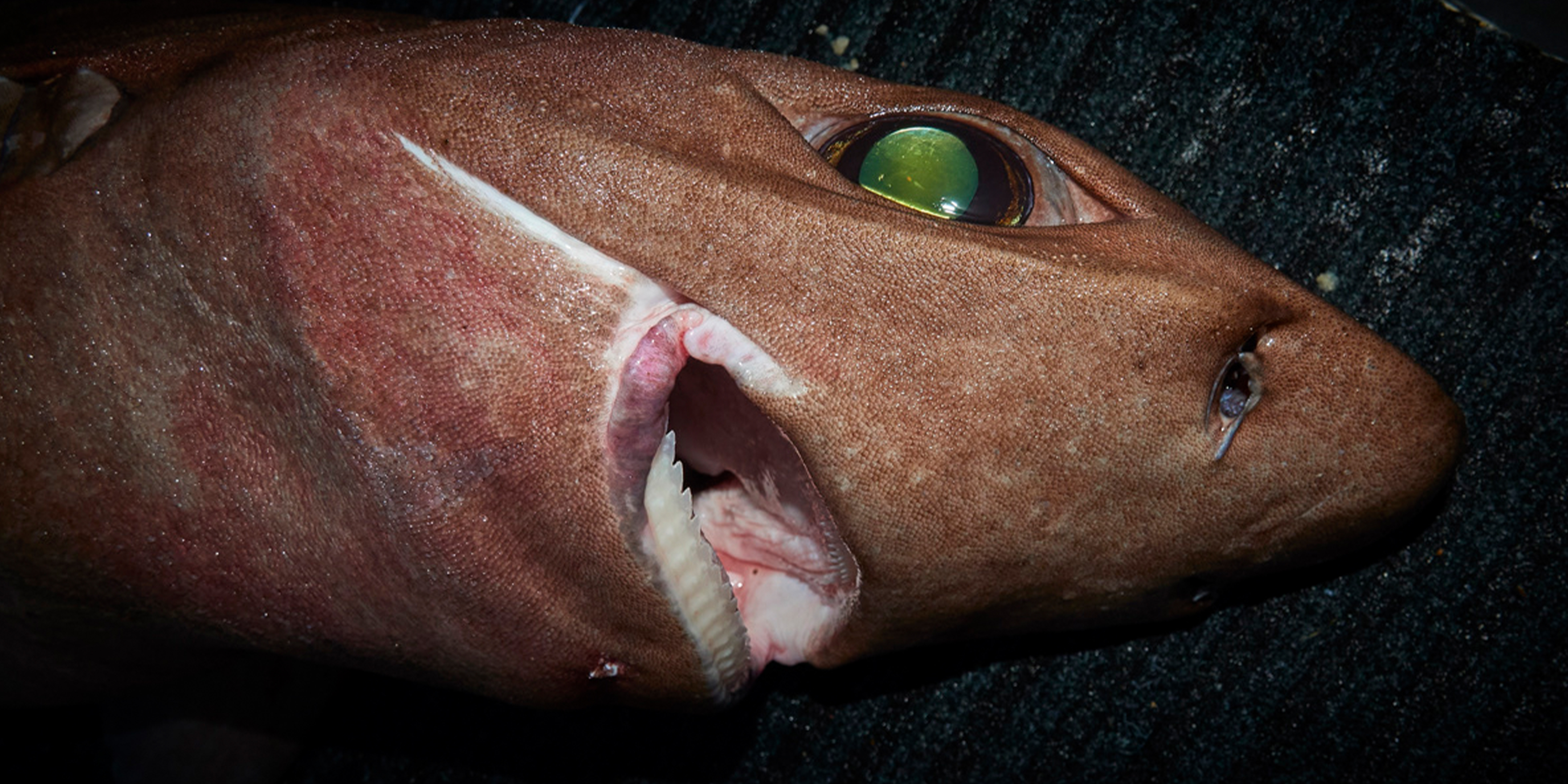 全球分布却处于濒危的一种深水刺鲨——叶鳞刺鲨