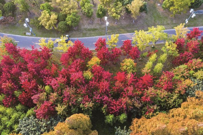 南通市区大多色叶树华丽变身,开始进入最佳观赏期