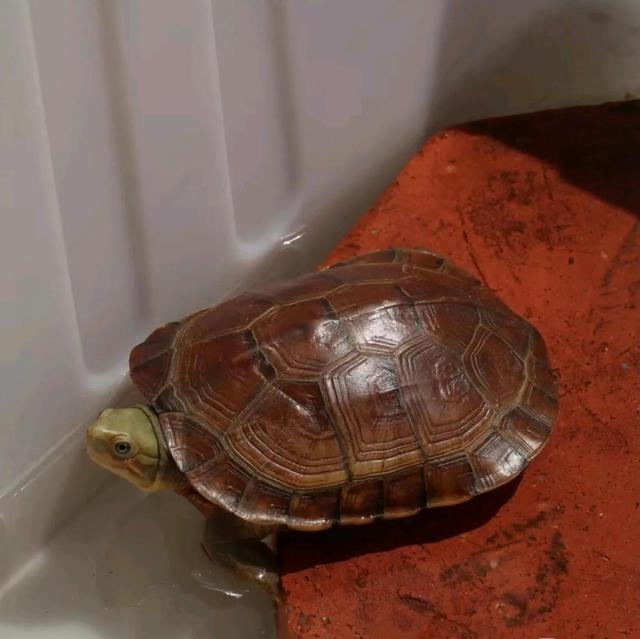 论如何选择小青苗子