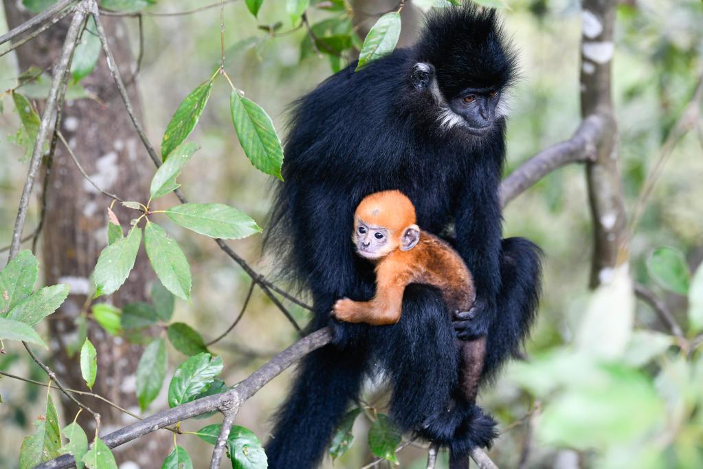 francois leaf monkeys in mayanghe national nature reserve