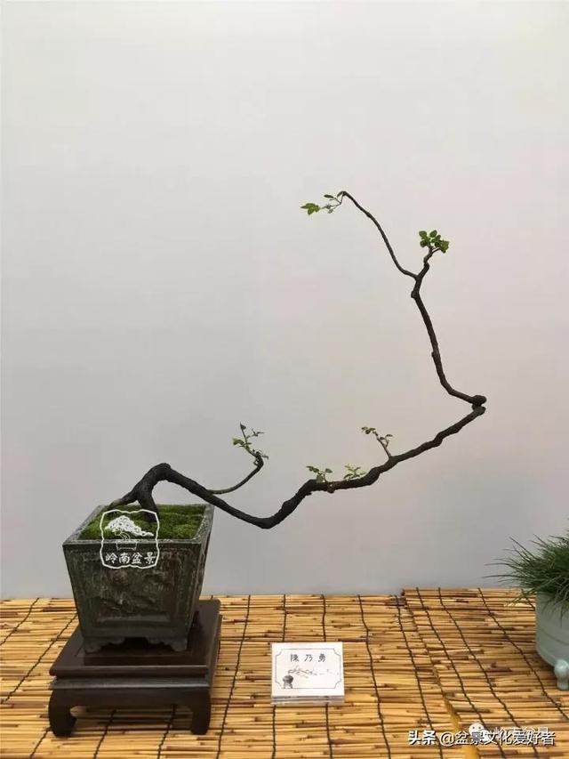 最高水准的素仁格盆景艺术,值得收藏