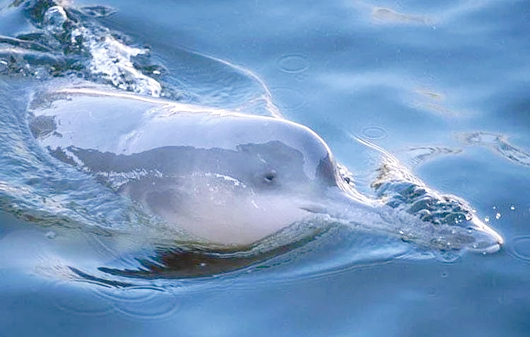 长江珍稀生物揭秘:白鳍豚,中华鲟与长江江豚的命运